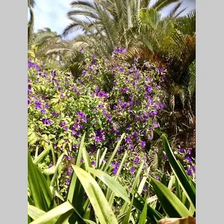 شقة Duplex /calme-piscine-vue Ocean-regle/hygiene Cov. *