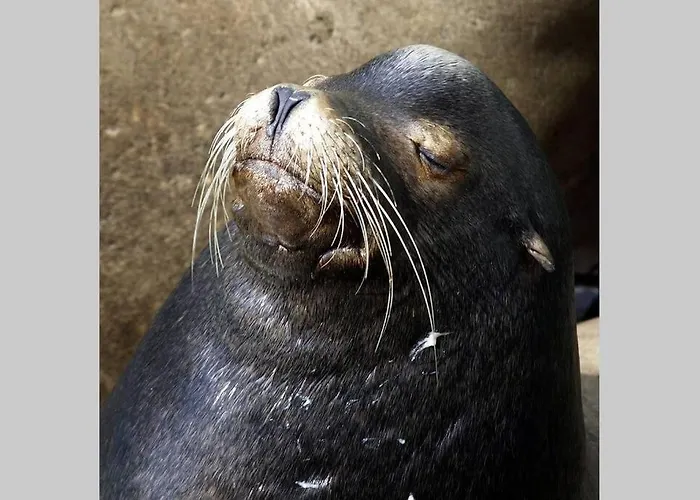 Duplex /calme-piscine-vue Ocean-regle/hygiene Cov. Апартаменты