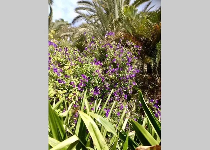 Daire Duplex /calme-piscine-vue Ocean-regle/hygiene Cov. *